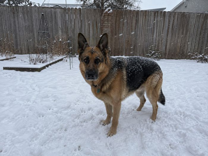 German shepherd in the snow