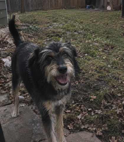 Scruffy black and tan dog smiling in a backyard